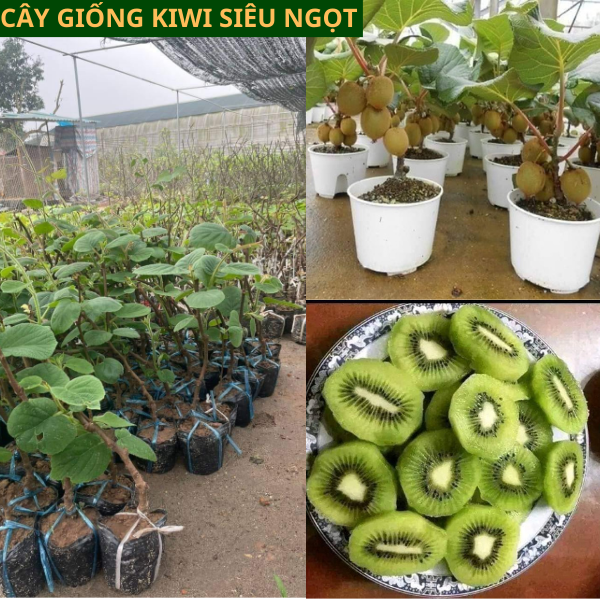 Cây Giống KiWi nhập khẩu ruột vàng ăn ngọt