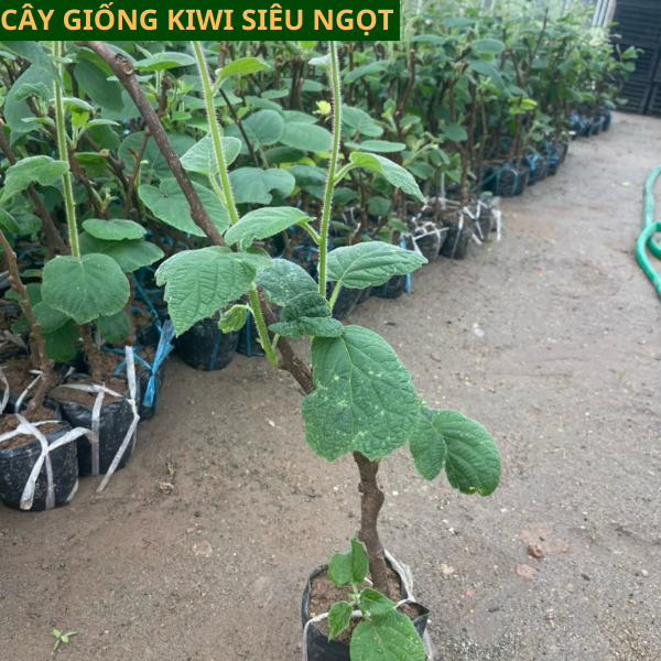 Cây Giống KiWi nhập khẩu ruột vàng ăn ngọt