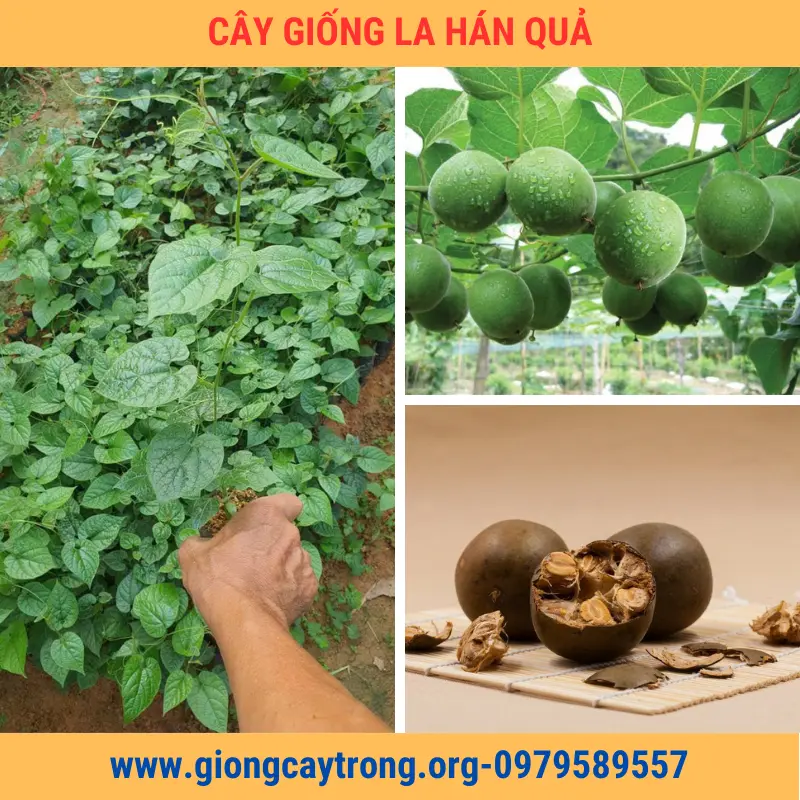 Cây Giống Quả La Hán Giống Chuẩn Có Bảo Hành