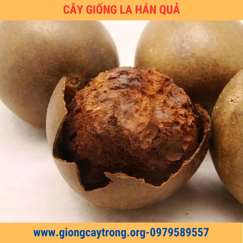 Cây Giống Quả La Hán Giống Chuẩn Có Bảo Hành