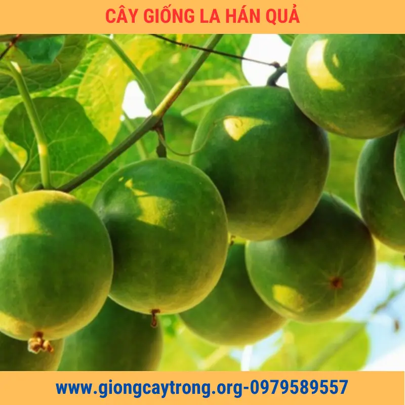 Cây Giống Quả La Hán Giống Chuẩn Có Bảo Hành