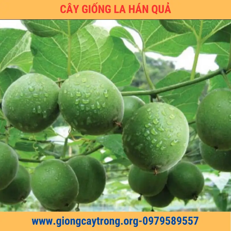 Cây Giống Quả La Hán Giống Chuẩn Có Bảo Hành