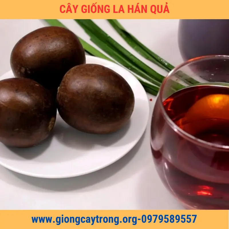 Cây Giống Quả La Hán Giống Chuẩn Có Bảo Hành