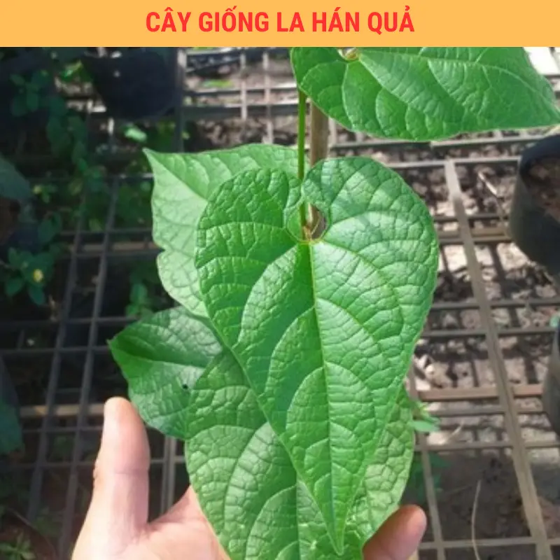 Cây Giống Quả La Hán Giống Chuẩn Có Bảo Hành