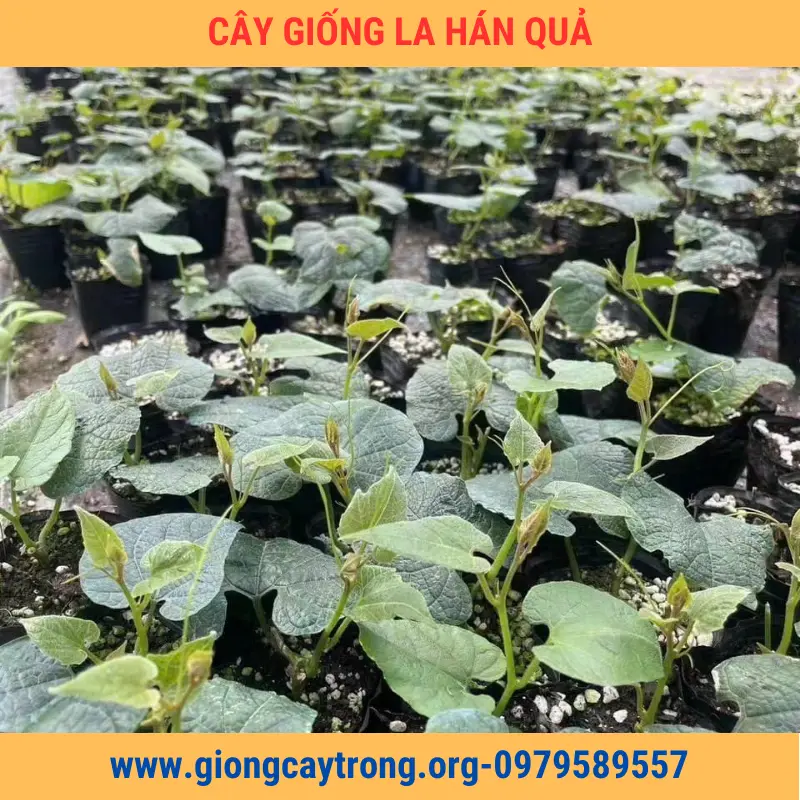 Cây Giống Quả La Hán Giống Chuẩn Có Bảo Hành