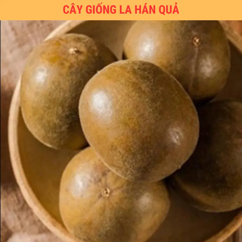 Cây Giống Quả La Hán Giống Chuẩn Có Bảo Hành