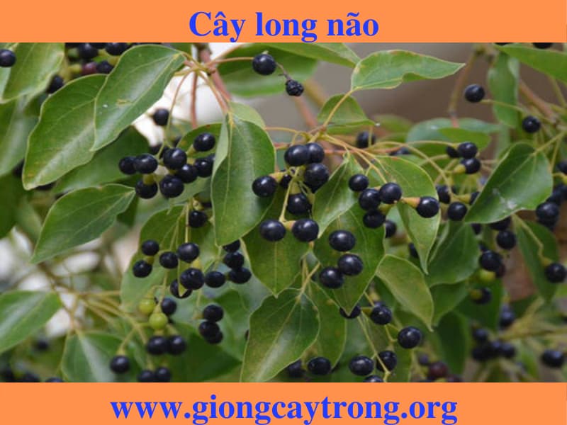 Cây giống long não - Đặc điểm, giá trị, cách trồng và địa chỉ bán giống