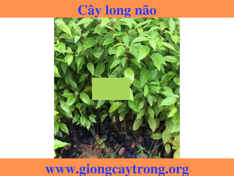 Cây giống long não - Đặc điểm, giá trị, cách trồng và địa chỉ bán giống