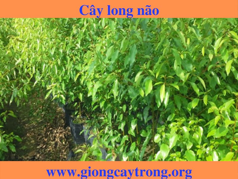 Cây giống long não - Đặc điểm, giá trị, cách trồng và địa chỉ bán giống