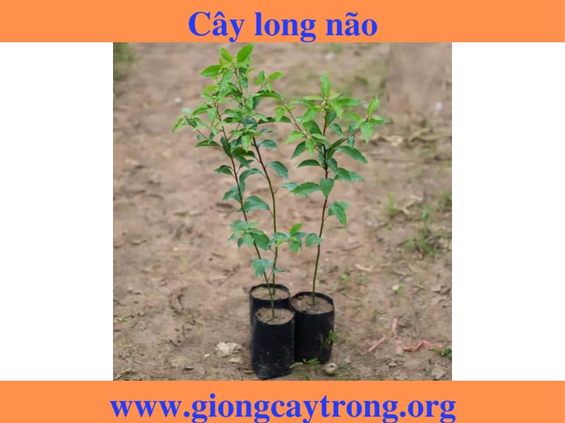 Cây giống long não - Đặc điểm, giá trị, cách trồng và địa chỉ bán giống