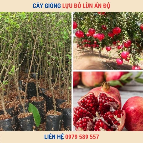 Giống Cây Lựu Đỏ Lùn Ai Cập Chuẩn Có Bảo Hành LH:0979589557