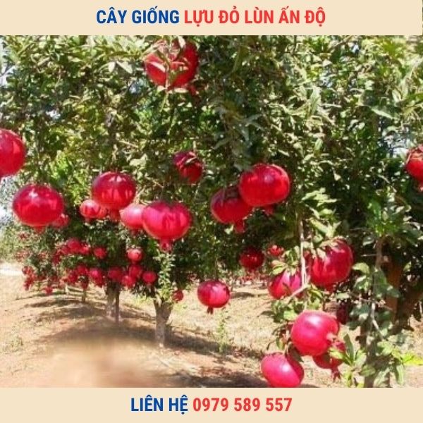 Giống Cây Lựu Đỏ Lùn Ai Cập Chuẩn Có Bảo Hành LH:0979589557