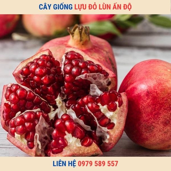 Giống Cây Lựu Đỏ Lùn Ai Cập Chuẩn Có Bảo Hành LH:0979589557