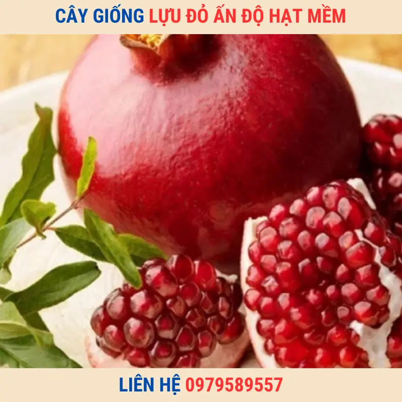 Giống Chuẩn-Cây Giống Lựu Đỏ Ấn Độ Hạt Mềm LH:0979589557