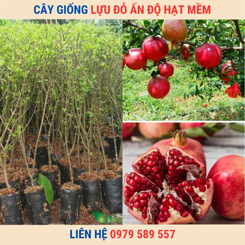 Giống Chuẩn-Cây Giống Lựu Đỏ Ấn Độ Hạt Mềm LH:0979589557