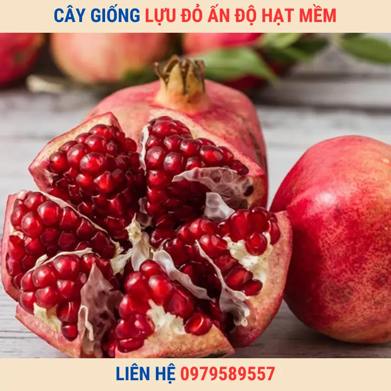 Giống Chuẩn-Cây Giống Lựu Đỏ Ấn Độ Hạt Mềm LH:0979589557