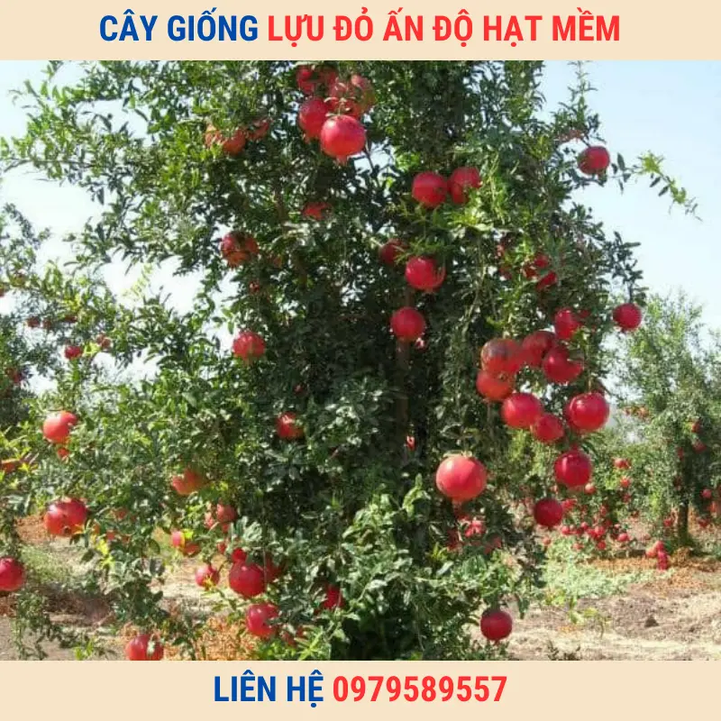 Giống Chuẩn-Cây Giống Lựu Đỏ Ấn Độ Hạt Mềm LH:0979589557