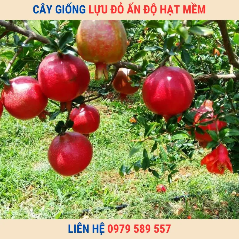 Giống Chuẩn-Cây Giống Lựu Đỏ Ấn Độ Hạt Mềm LH:0979589557