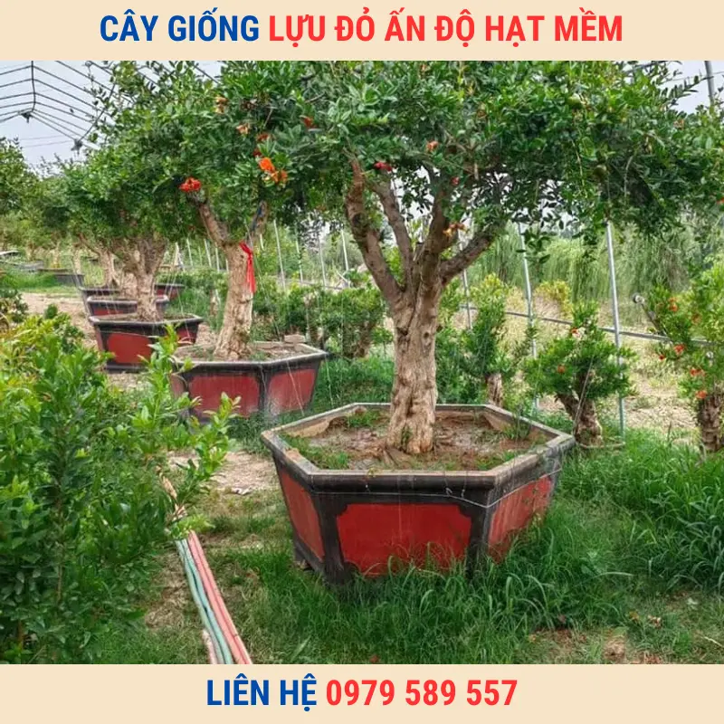 Giống Chuẩn-Cây Giống Lựu Đỏ Ấn Độ Hạt Mềm LH:0979589557