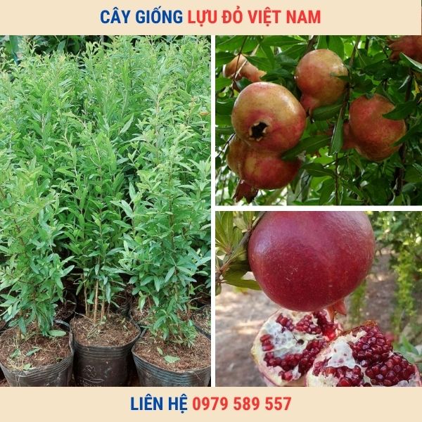 Cây Giống Lựu Đỏ Việt Nam