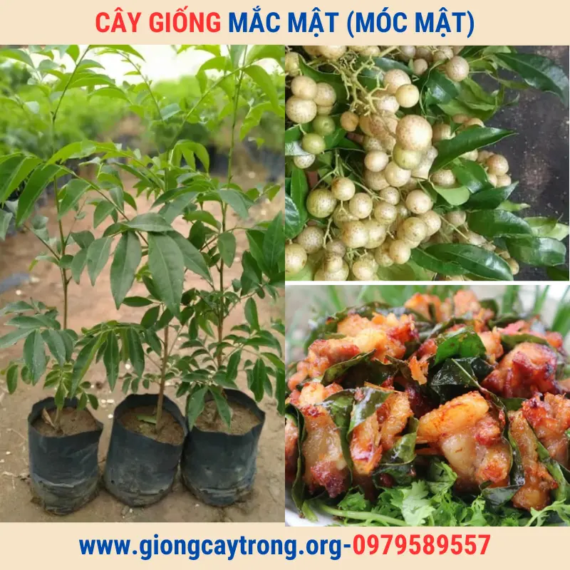 Bán Cây Giống Mắc Mật (Mác Mật) Và Hướng Dẫn Cách Trồng Chăm Sóc