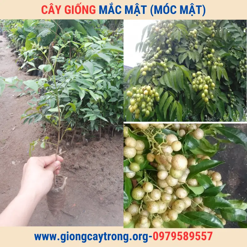 Bán Cây Giống Mắc Mật (Mác Mật) Và Hướng Dẫn Cách Trồng Chăm Sóc