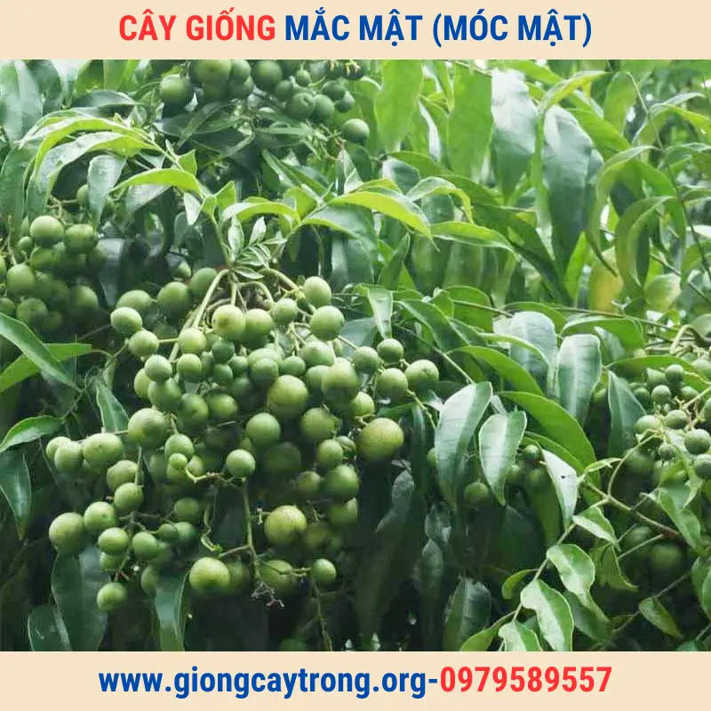 Bán Cây Giống Mắc Mật (Mác Mật) Và Hướng Dẫn Cách Trồng Chăm Sóc