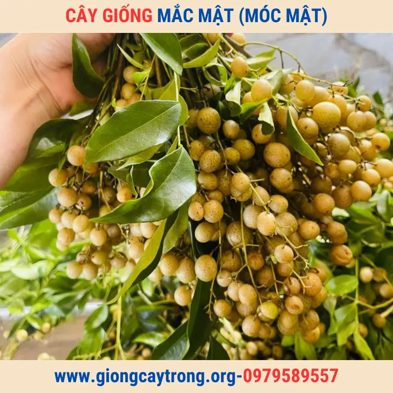 Bán Cây Giống Mắc Mật (Mác Mật) Và Hướng Dẫn Cách Trồng Chăm Sóc