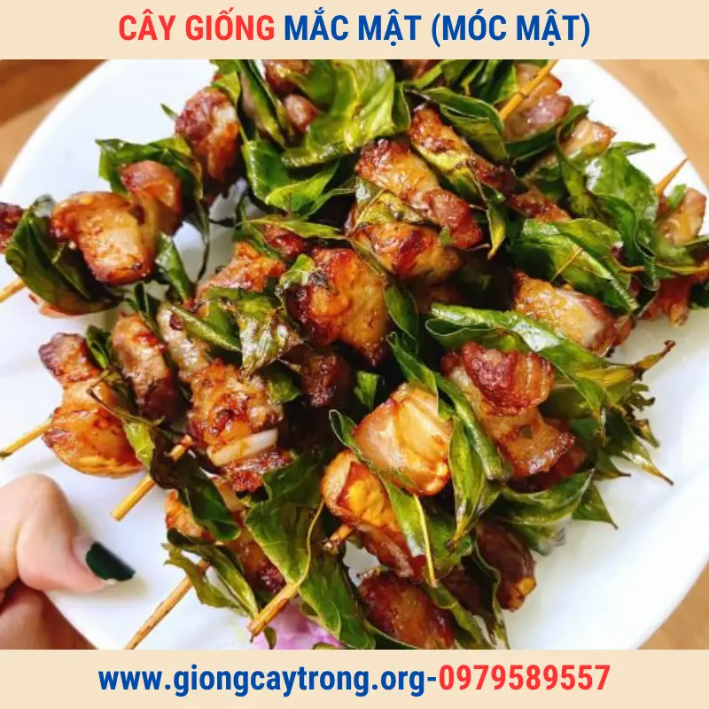 Bán Cây Giống Mắc Mật (Mác Mật) Và Hướng Dẫn Cách Trồng Chăm Sóc