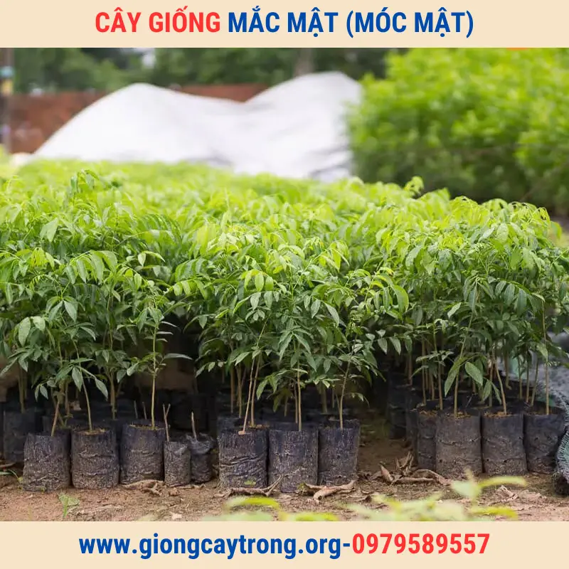 Bán Cây Giống Mắc Mật (Mác Mật) Và Hướng Dẫn Cách Trồng Chăm Sóc