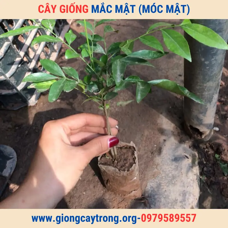 Bán Cây Giống Mắc Mật (Mác Mật) Và Hướng Dẫn Cách Trồng Chăm Sóc