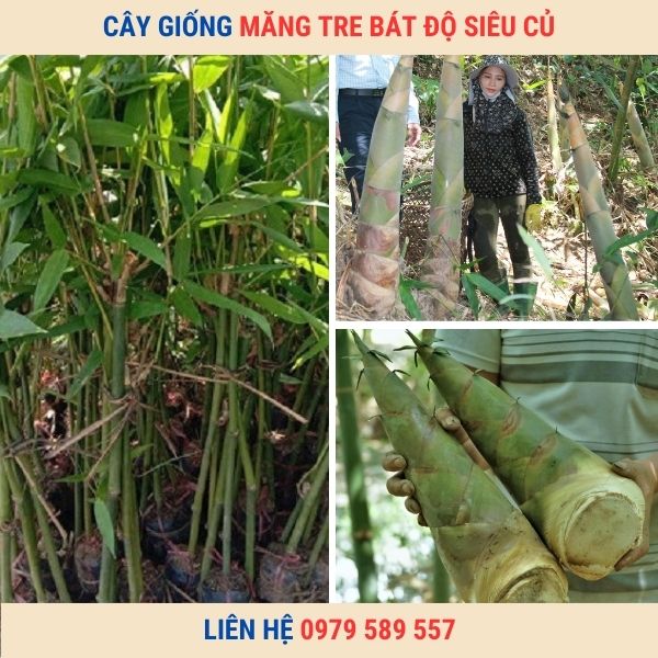 Cây Giống Tre Bát Độ Dễ Trồng Nhanh Thu Măng To Sản Lượng Tốt