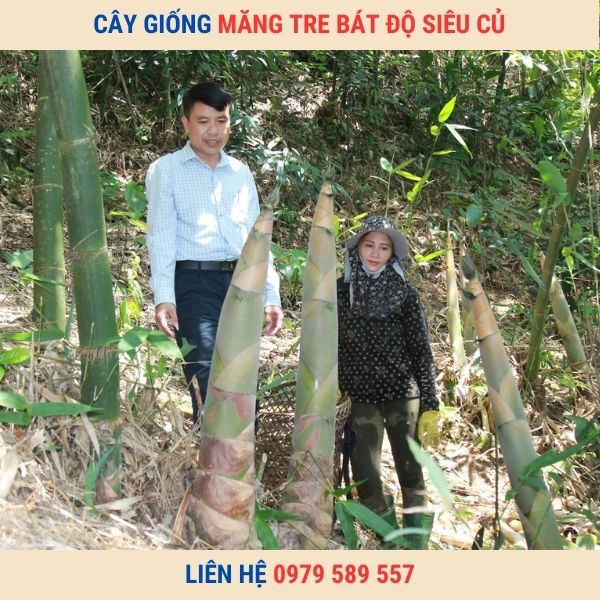 Cây Giống Tre Bát Độ Dễ Trồng Nhanh Thu Măng To Sản Lượng Tốt