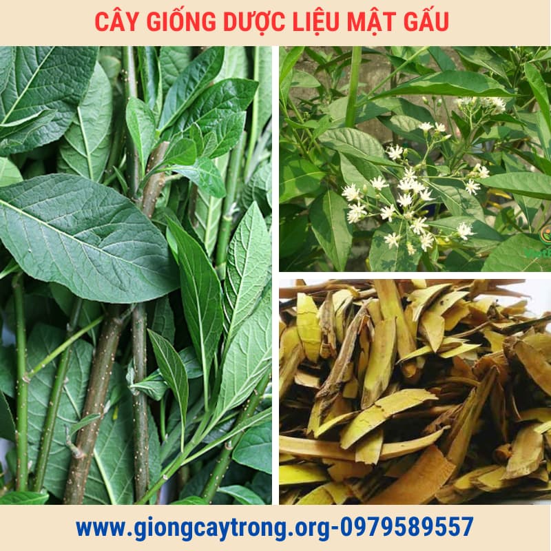 Cây Mật Gấu Giống Chuẩn Có Bảo Hành Vườn Ươm Nông Nghiệp Việt