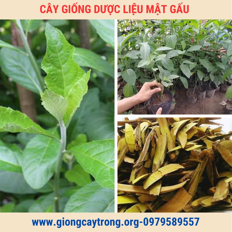 Cây Mật Gấu Giống Chuẩn Có Bảo Hành Vườn Ươm Nông Nghiệp Việt