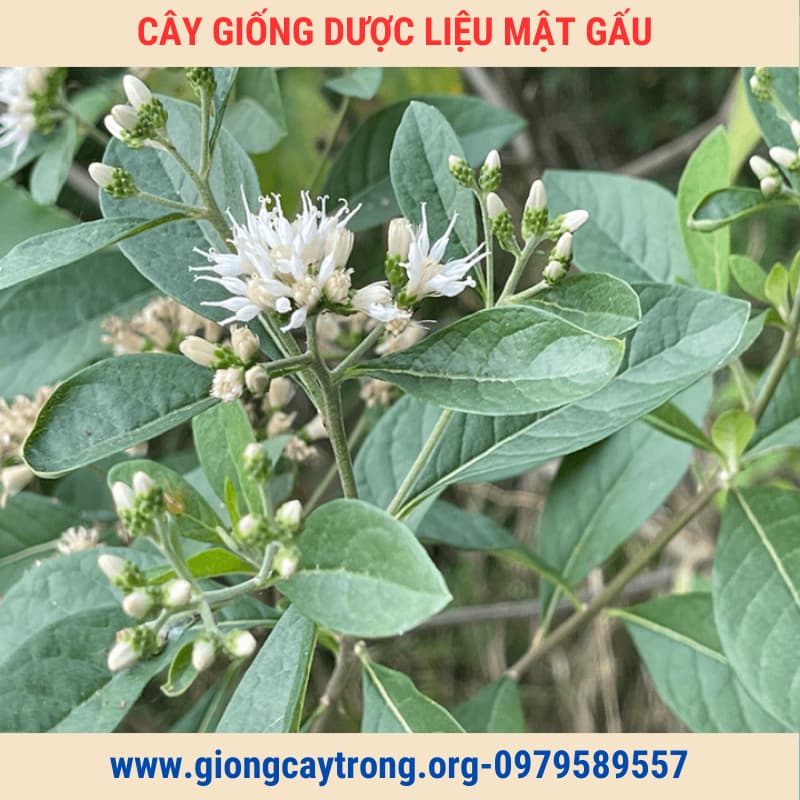 Cây giống mật gấu (5)