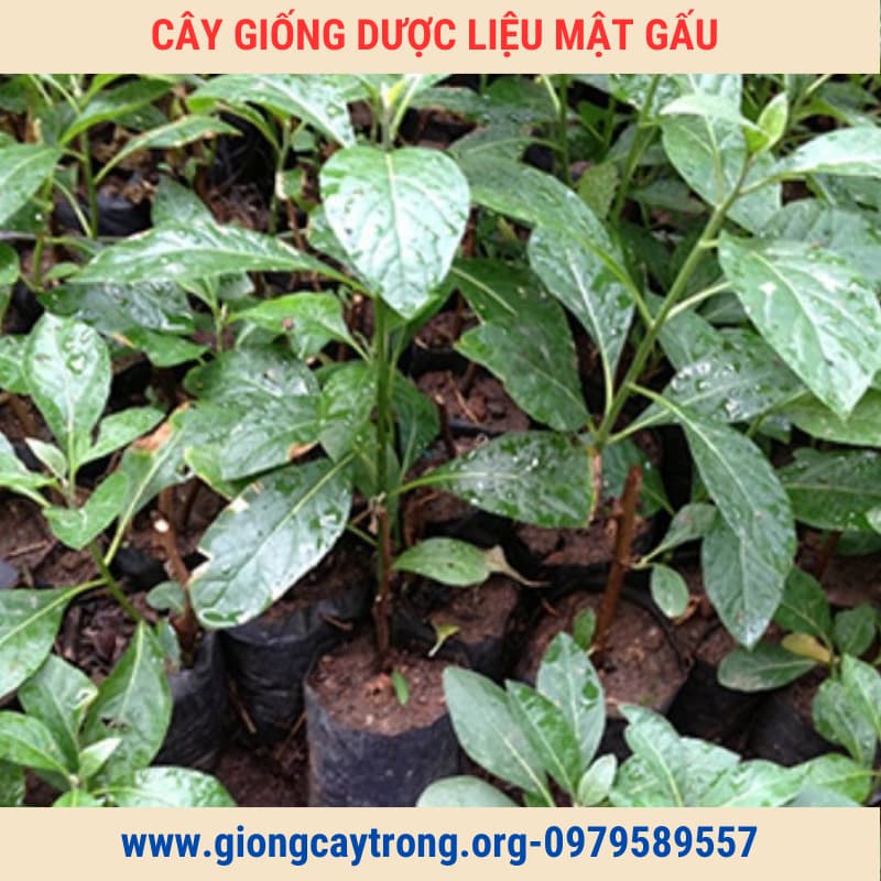 Cây giống mật gấu (6)