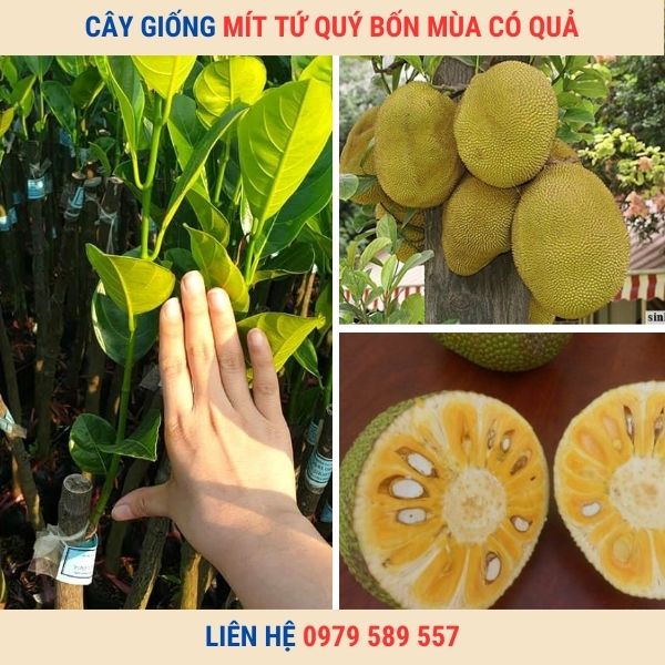 Cây Mít Nghệ Tứ Quí- Trồng Quanh Năm- Múi Dày Vị Ngọt Đậm