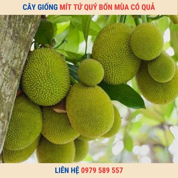 Cây Mít Nghệ Tứ Quí- Trồng Quanh Năm- Múi Dày Vị Ngọt Đậm