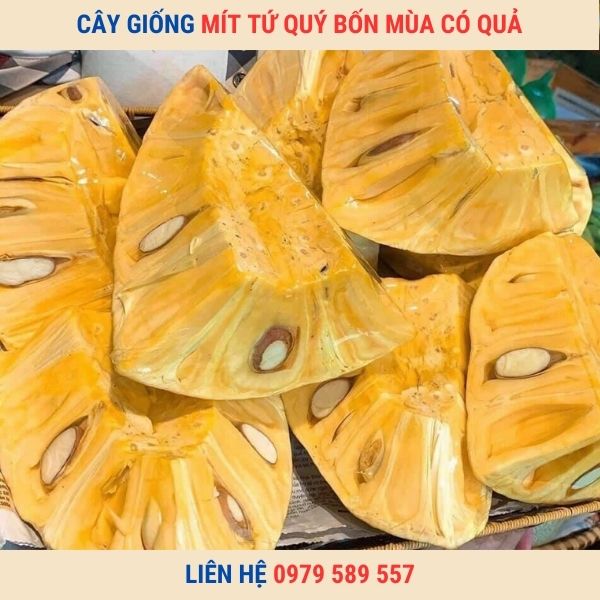 Cây Mít Nghệ Tứ Quí- Trồng Quanh Năm- Múi Dày Vị Ngọt Đậm