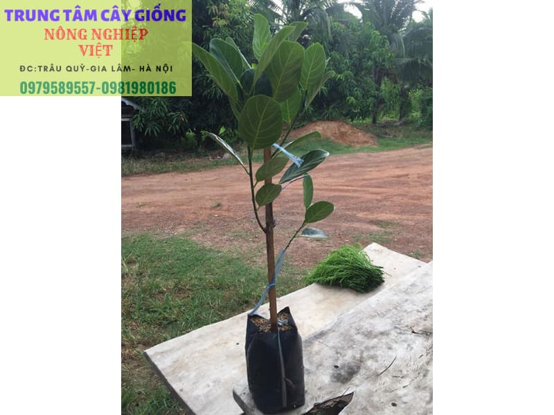 Cây Giống Mít Ruột Đỏ Inđô- Giống Chuẩn HVNN - Dễ Trồng- Có Bảo Hành - LH 0979589557
