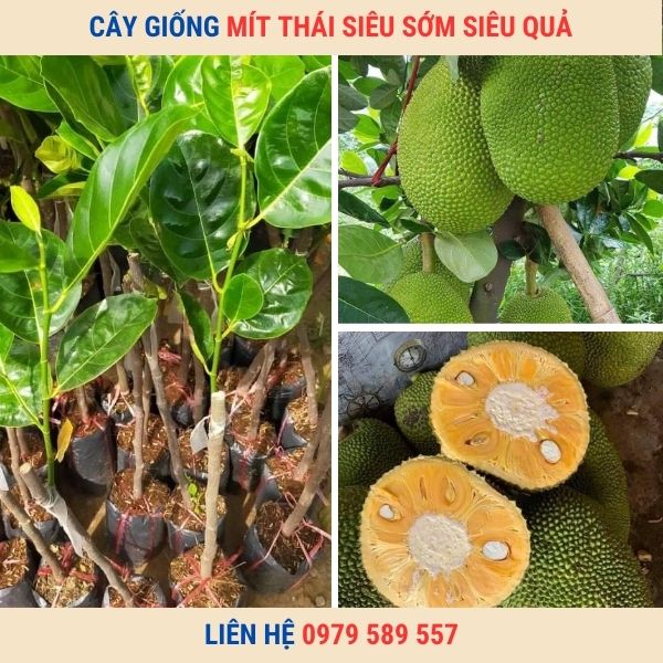 Cây giống mít thái siêu sớm siêu quả changai da xanh ruột vàng