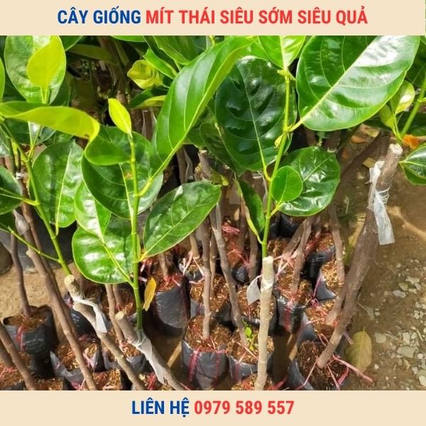 Cây giống mít thái siêu sớm siêu quả changai da xanh ruột vàng