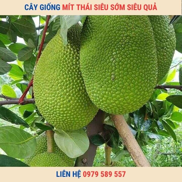 Cây giống mít thái siêu sớm siêu quả changai da xanh ruột vàng