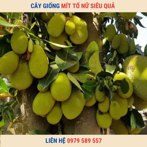 Cây Giống Mít Tố Nữ- Hướng dẫn trồng và chăm sóc