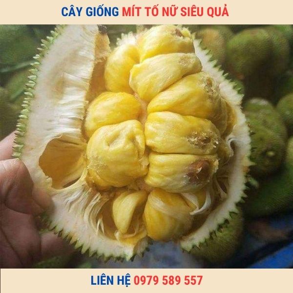 Cây Giống Mít Tố Nữ- Hướng dẫn trồng và chăm sóc