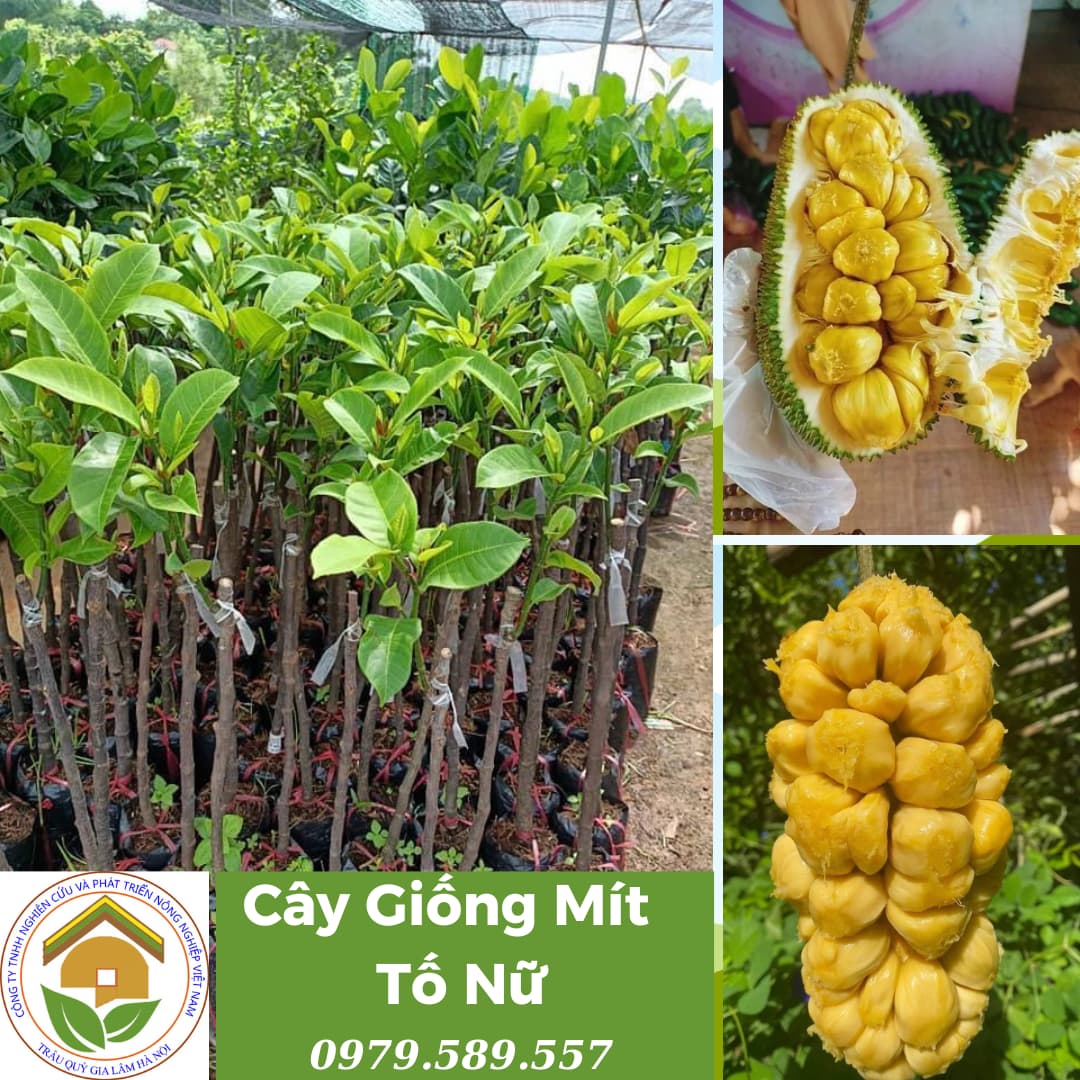Loài mít ngoại lai "hiếm có khó tìm", quả dài cả mét như đột biến