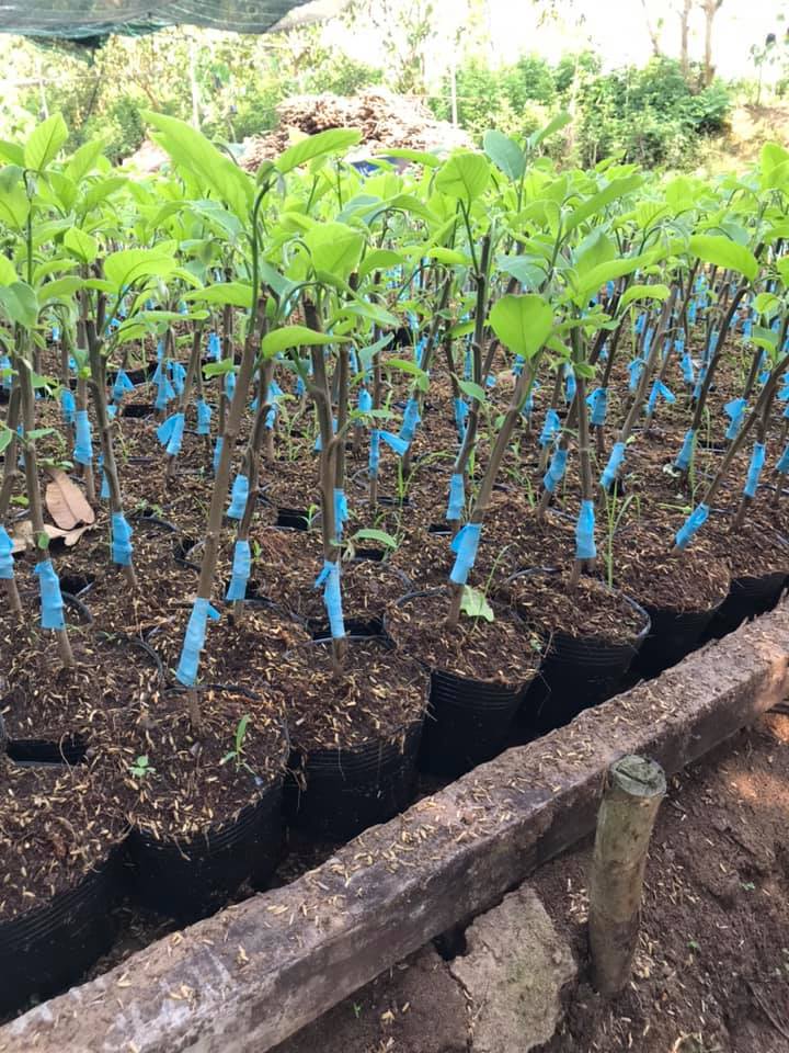 cay giong na dai loan (1)