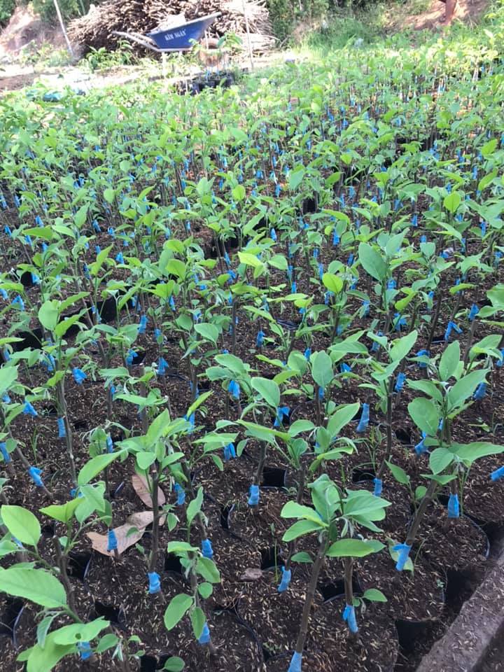 cay giong na dai loan (2)