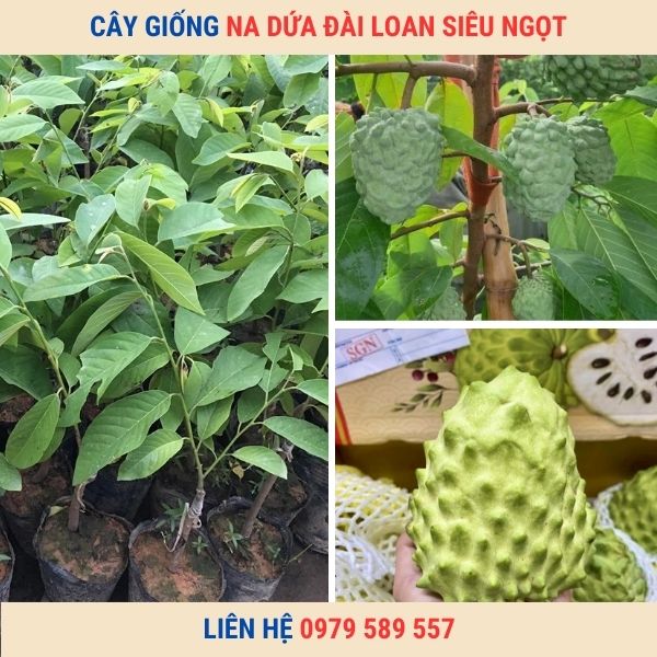 Cây giống na Đài Loan- Giống chuẩn chất lượng có bảo hành